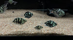 Polar Breeze Parrot Fish - Medium