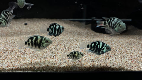Polar Breeze Parrot Fish - Medium