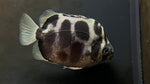 Clouded Leopard Scat (Scatophagus sp.) - Tank Raised