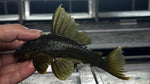 L-200 Green Phantom (Hemiancistrus subviridis) - xLarge