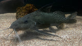 Synodontis melanostictus - Rare WYSIWYG