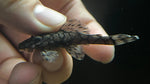 L-519 Honeycomb Bristlenose Pleco (Ancistrus sp.)