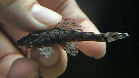 L-519 Honeycomb Bristlenose Pleco (Ancistrus sp.)
