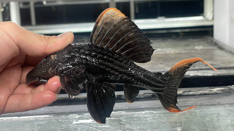 L-25 Scarlet Cactus Pleco (Pseudacanthicus pirarara) - WYSIWYG