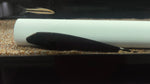 Black Ghost Knife (Apteronotus albifrons)