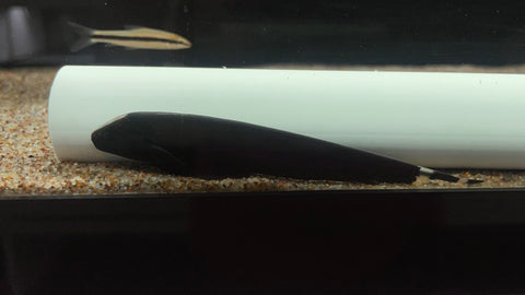 Black Ghost Knife (Apteronotus albifrons)