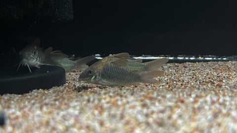 CW-78 Blue Eyed Cory (Osteogaster sp.)