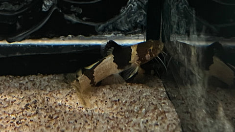 Bumblebee Catfish (Microglanis Poecilus)