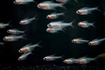 X Ray Tetra (Pristella maxillaris)