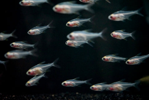 X Ray Tetra (Pristella maxillaris)