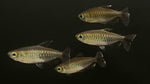 Congo Tetra (Phenacogrammus interruptus) - Large Female