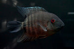 Mouthbrooding Severum (Heros liberifer)