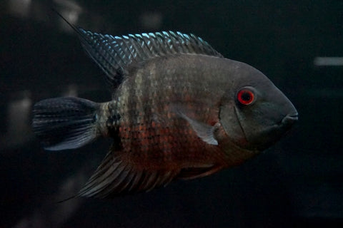 Mouthbrooding Severum (Heros liberifer)