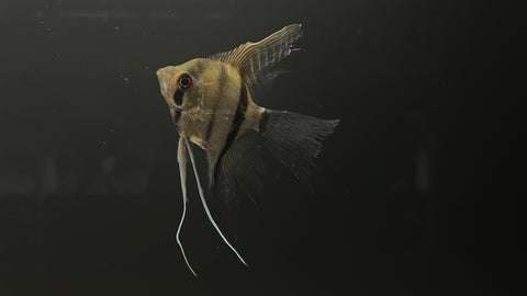 Green Silver Angelfish (Pterophyllum scalare sp.)
