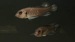 Triglachromis otostigma