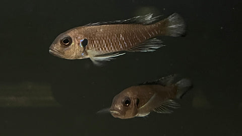 Triglachromis otostigma