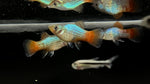 Blue Coral Platy (Xiphophorus sp.)