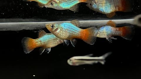 Blue Coral Platy (Xiphophorus sp.)