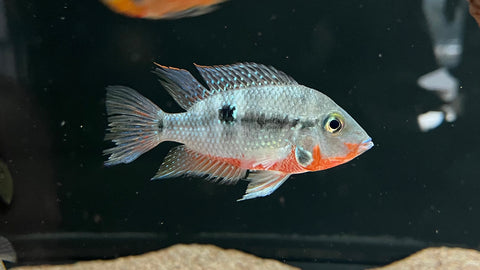 Firemouth Cichlid (Thorichthysmeeki)