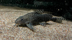 Synodontis angelicus x eruptus Hybrid