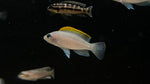 Neolamprologus Caudopunctatus