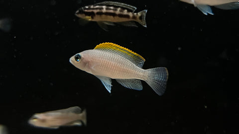 Neolamprologus Caudopunctatus