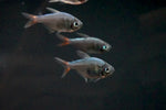 Red Blue Colombian Tetra (Hyphessobrycon columbianus)