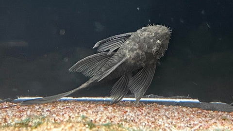 Longfin Green Dragon Bristlenose Pleco (Ancistrus cirrhosus var.)