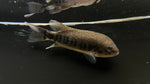 Tuba Cichlid (Tomocichla tuba) - Large