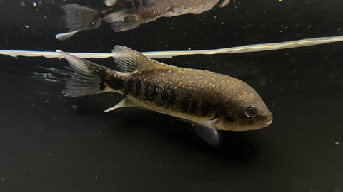 Tuba Cichlid (Tomocichla tuba) - Large