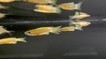 Longfin Leopard Danio (Danio rerio var. frankei)