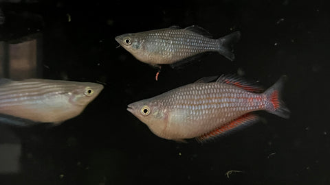 Parkinsoni Rainbowfish (Melanotaenia parkinsoni)
