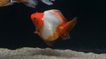 Kohaku Ryukin Goldfish (Carassius auratus) - WYSIWYG