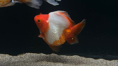 Kohaku Ryukin Goldfish (Carassius auratus) - WYSIWYG