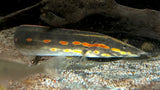 Fire Eel (Mastacembelus erythrotaenia)