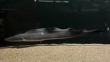 Aba Aba Knifefish (Gymnarchus niloticus)