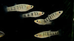 Tiger Limia (Limia islai)