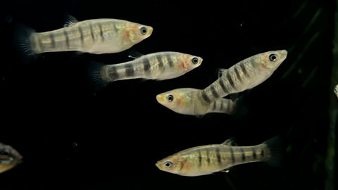 Tiger Limia (Limia islai)