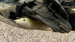 Xanthic Eel (Mastacembelus cf. xanthic)