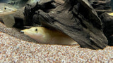 Xanthic Eel (Mastacembelus cf. xanthic)