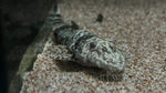 Dragon Loricaria Whiptail (Rhadinoloricaria sp. ‘Caqueta’)