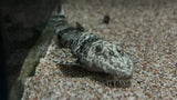 Dragon Loricaria Whiptail (Rhadinoloricaria sp. ‘Caqueta’)
