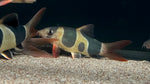 Clown Loach (Chromobotia macracantha) - Oddball Pattern