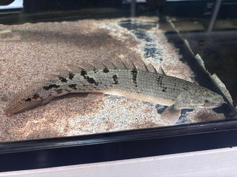 Delhezi Bichir (Polypterus delhezi)