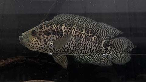 Jaguar Cichlid (Parachromis managuensis) - WYSIWYG JUMBO