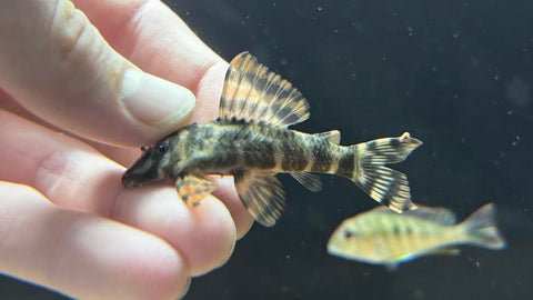 L-494 Paru Tiger Pleco (Peckoltia sp.)