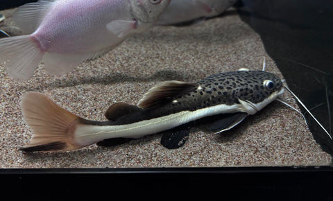 Red Tail Catfish (Phractocephalus hemioliopterus) Medium - Large