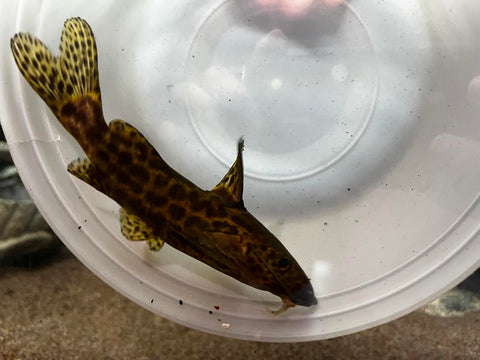 Synodontis Waterlotti - Large