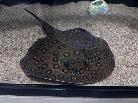 Motoro Stingray (Potamotrygon motoro) - Male WYSIWYG