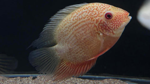 Red Spot Gold Severum (Heros efasciatus) - Large